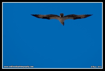 Osprey_Overhead