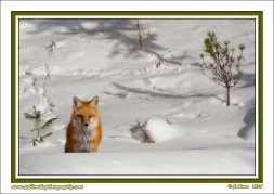 Snow_Fox
