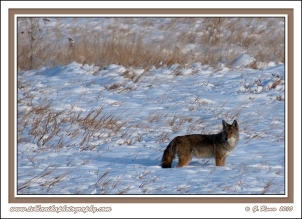 Coyote_In_Winter