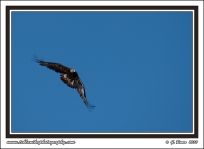 Swooping_Eagle