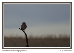 Perched_Burrowing_Owl