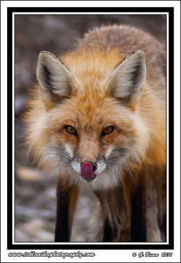 Fox_Tongue