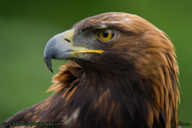 Golden_Eagle_Portrait