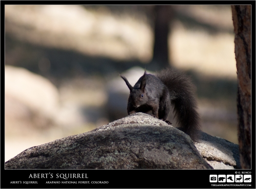 Abert's  Squirrel